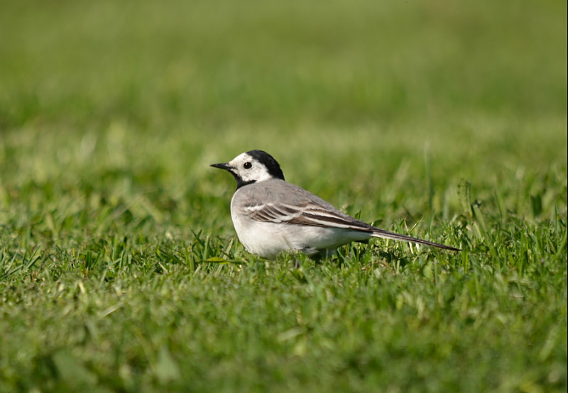 White Wagtail - Estonia