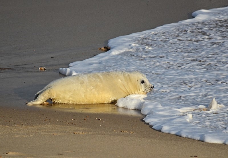 Atlantic Grey Seal - Atlantic Grey Seals
