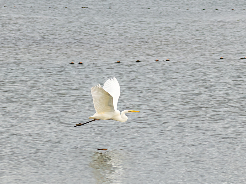 Great White Egret - Latest photos