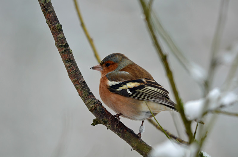 Chaffinch - Finches