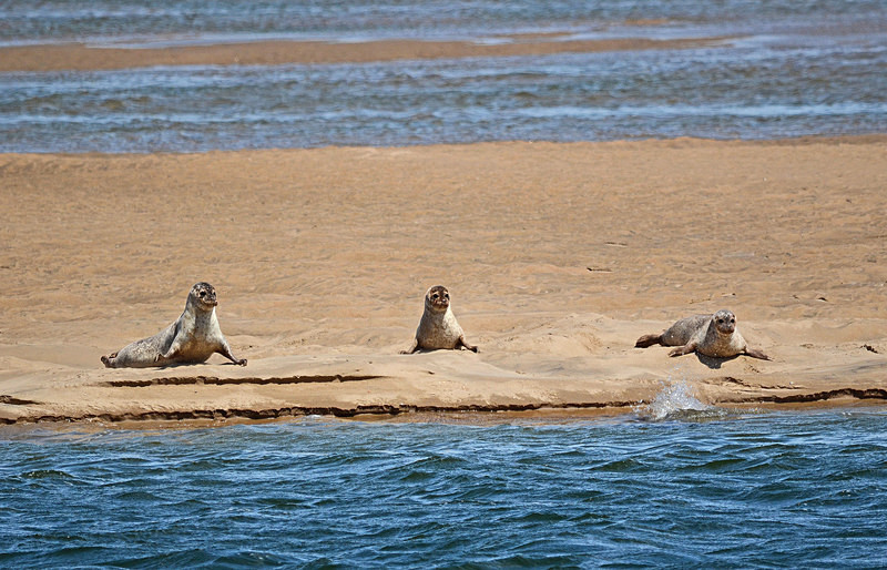 Common Seals - Common Seals