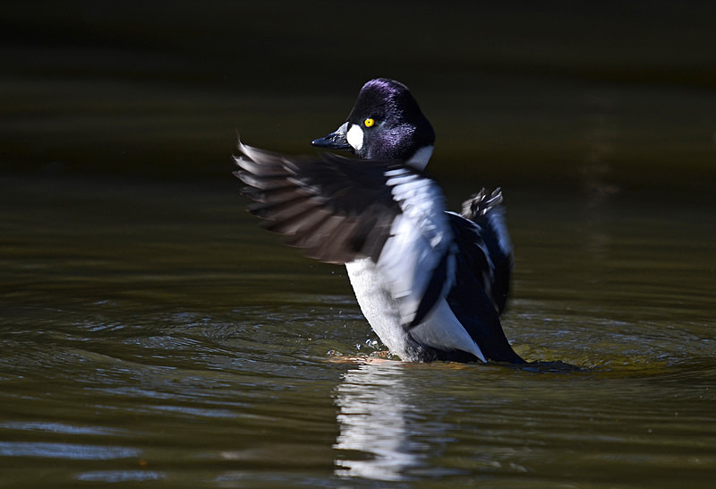 Goldeneye - Diving ducks