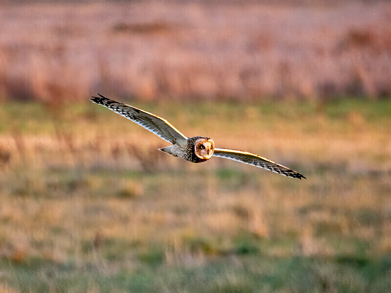 Short-eared Owl - Latest photos