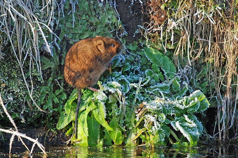 Water Vole - Water Voles