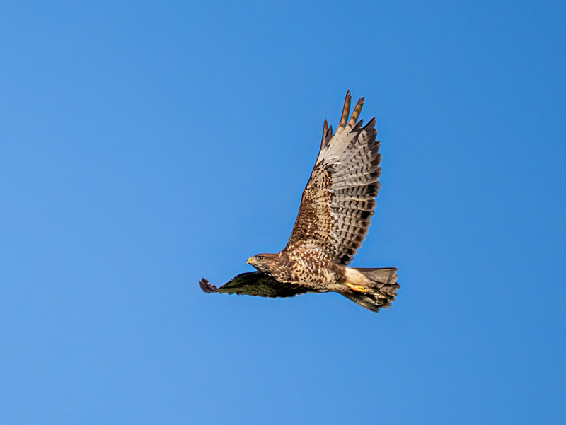 September 2024 - Common Buzzard - Photos of the month
