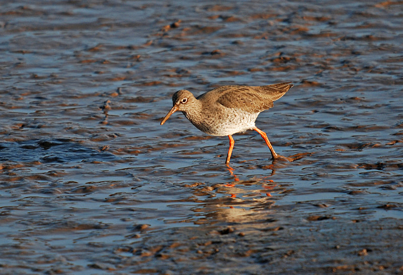 Common Redshank - Sandpipers