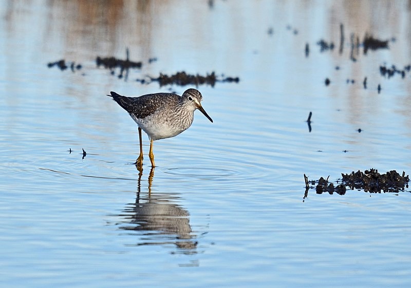 Lesser Yellowlegs - Sandpipers