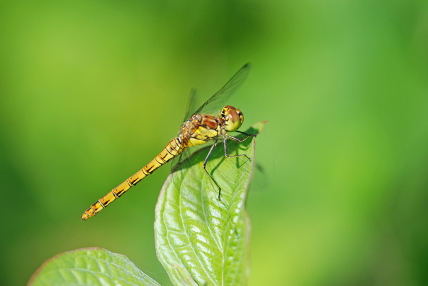 Common Darter - Dragonflies and damselflies