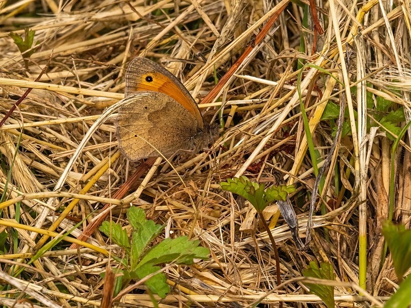 Meadow Brown - Butterflies
