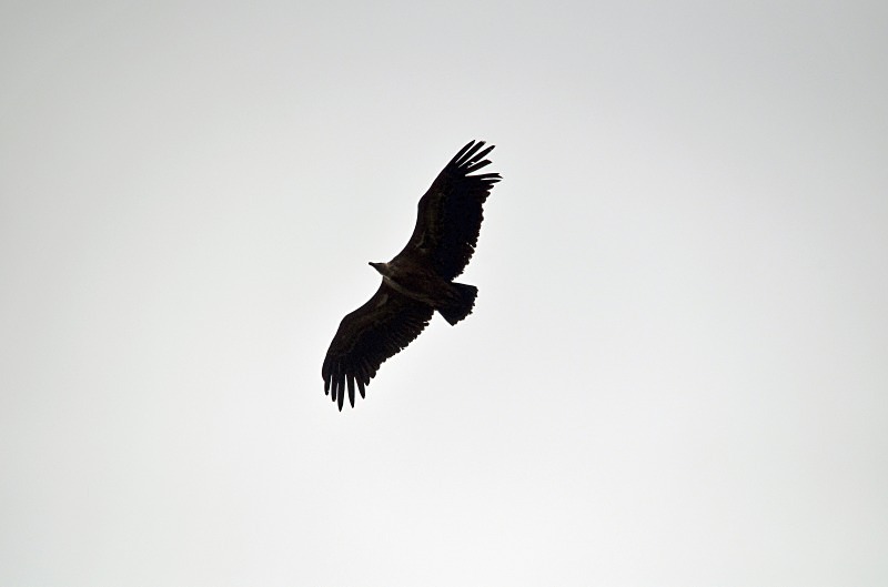 Griffon Vulture - South and west Spain - April and May 2012