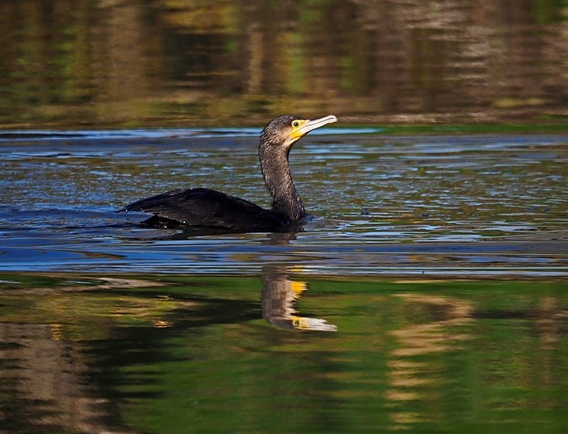 Cormorant - Cormorants and Shags