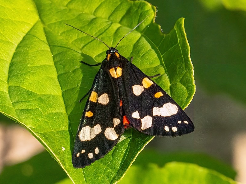 Scarlet Tiger - Moths