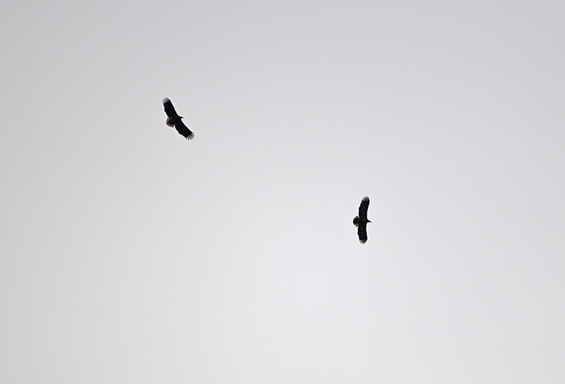 White-tailed Eagles - Birds of prey