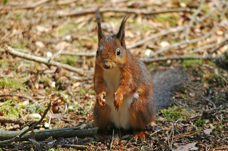 Red Squirrel - Red Squirrels