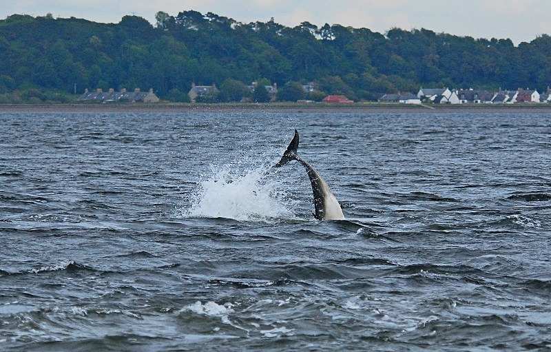 Bottlenose Dolphin - Whales and dolphins