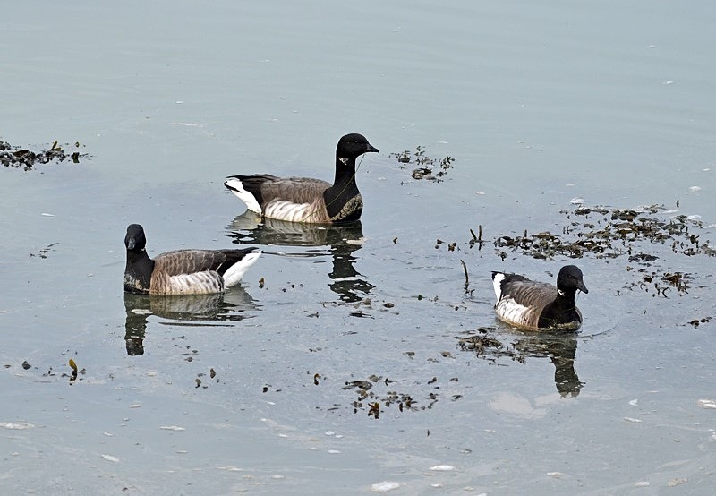 Pale-bellied Brent Geese - Ireland - January and February 2020