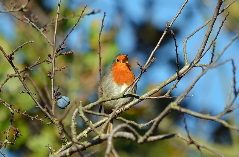 Robin - Robins
