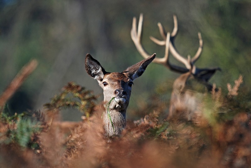 Red Deer - Red Deer