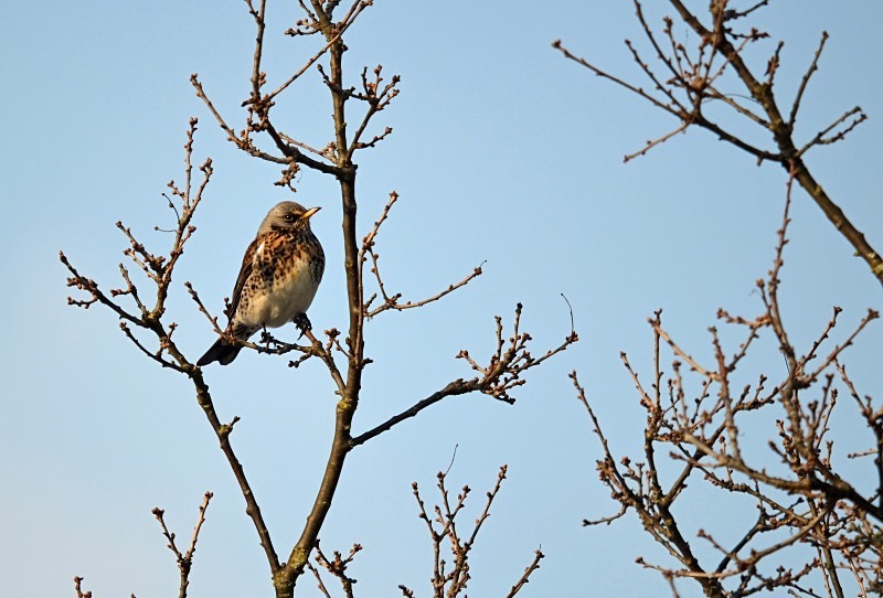 Fieldfare - Thrushes