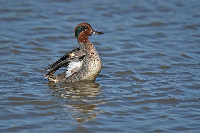 Teal - Dabbling ducks