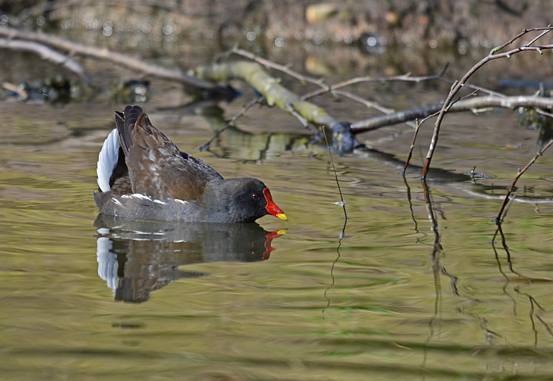 Moorhen - Crakes and rails