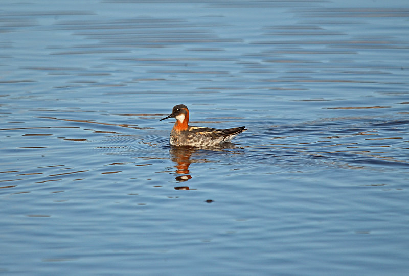 Red-necked Phalarope - Westfjords