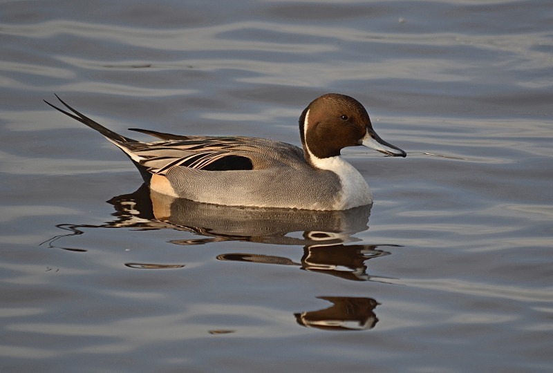 Pintail - Dabbling ducks