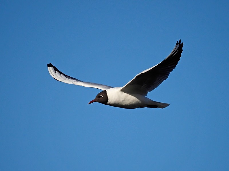 Black-headed Gull - Gulls