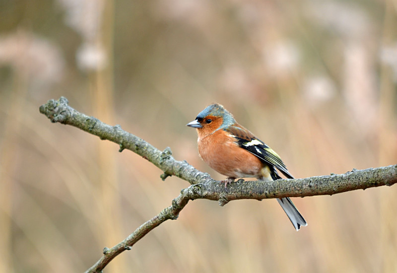 Chaffinch - Finches