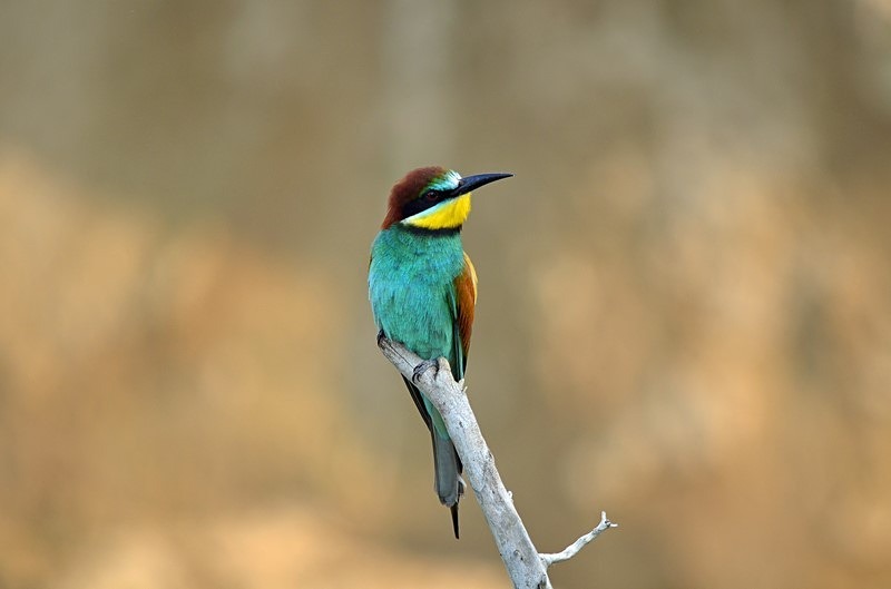 European Bee-eater - Bulgaria
