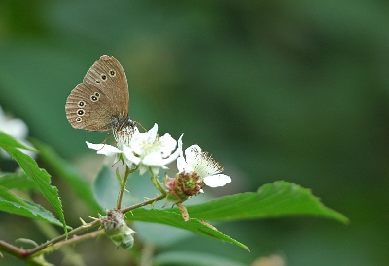 Ringlet - Butterflies