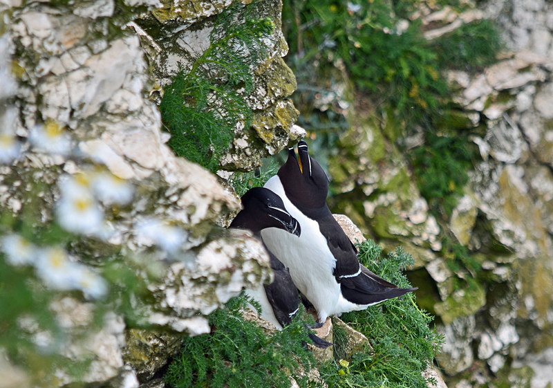 Razorbills - Auks