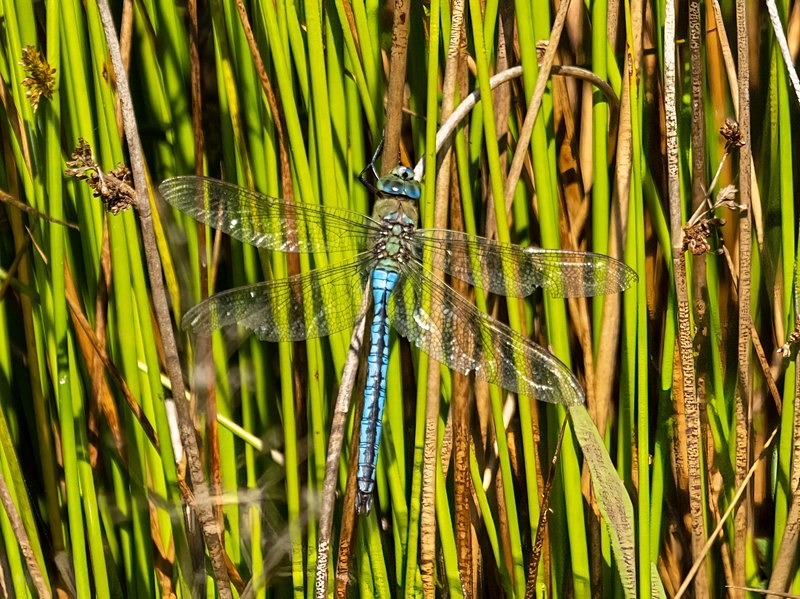 Emperor Dragonfly - Dragonflies and damselflies