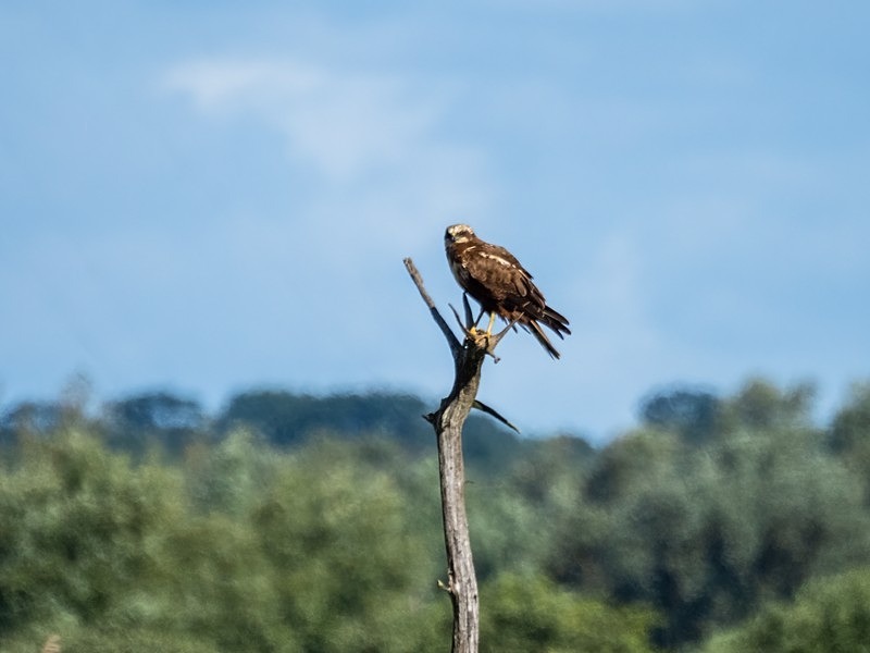 Marsh Harrier - Birds of prey