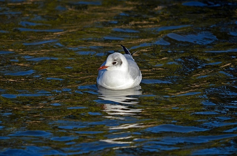 Black-headed Gull - Gulls