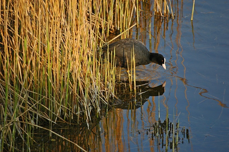 Coot - Crakes and rails