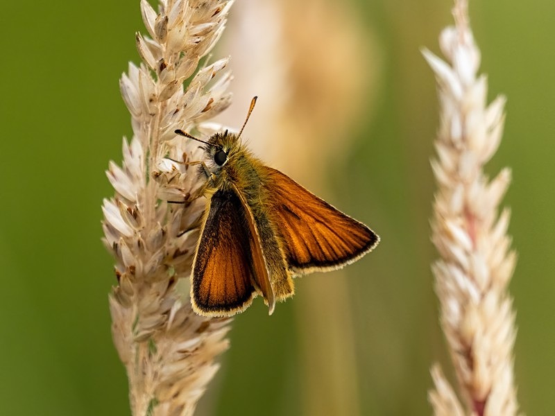 Essex Skipper - Butterflies