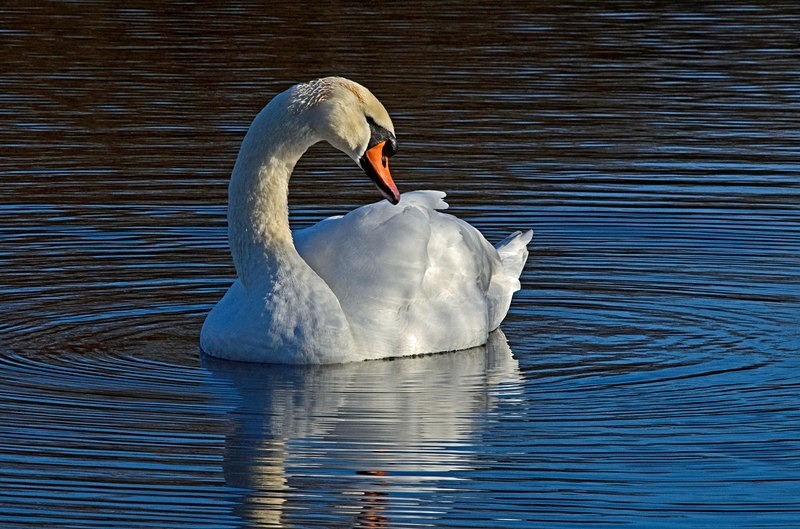 Mute Swan - Mute Swans