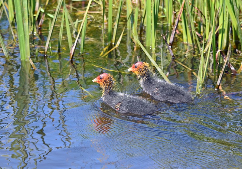 Coot juveniles - Crakes and rails