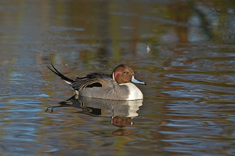 Pintail - Dabbling ducks