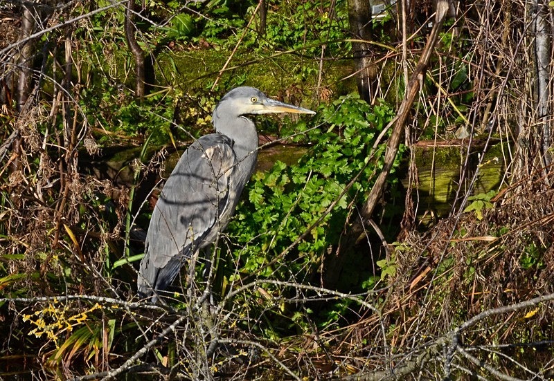 Grey Heron - Herons and egrets