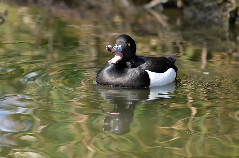 Tufted Duck - Diving ducks