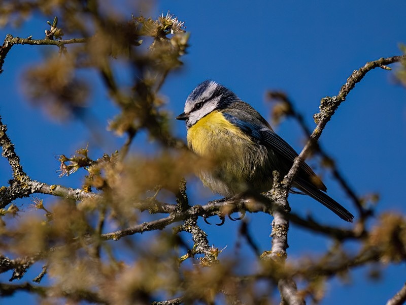 Blue Tit - Tits