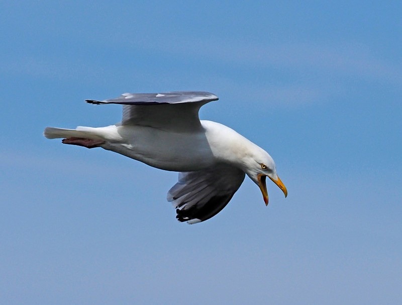 Herring Gull - Gulls