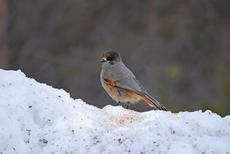 Siberian Jay - Finland