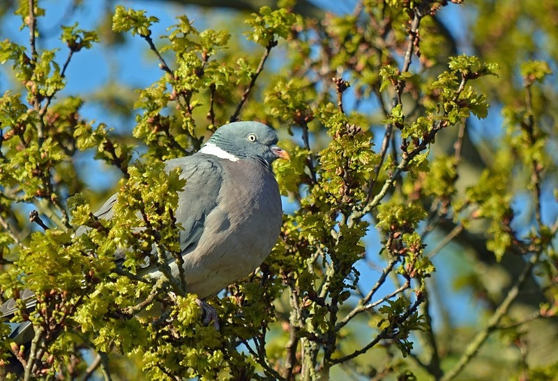Woodpigeon - Pigeons and doves