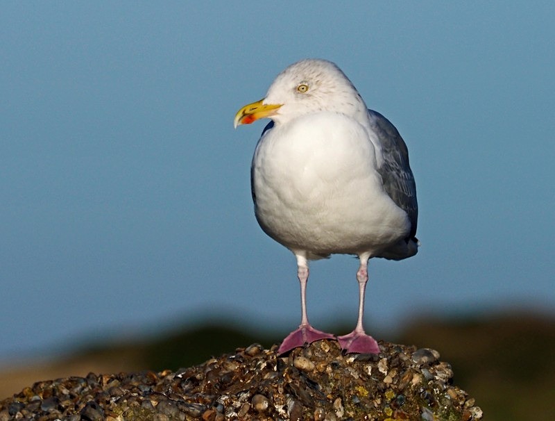 Herring Gull - Gulls