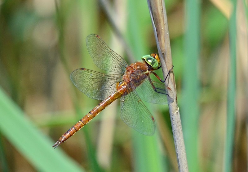 Norfolk Hawker - Dragonflies and damselflies