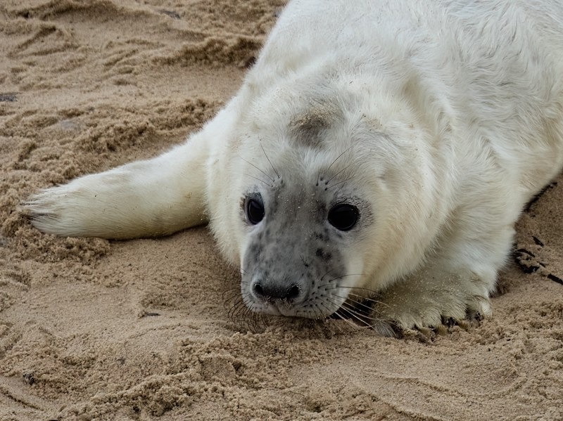 Atlantic Grey Seal - Atlantic Grey Seals