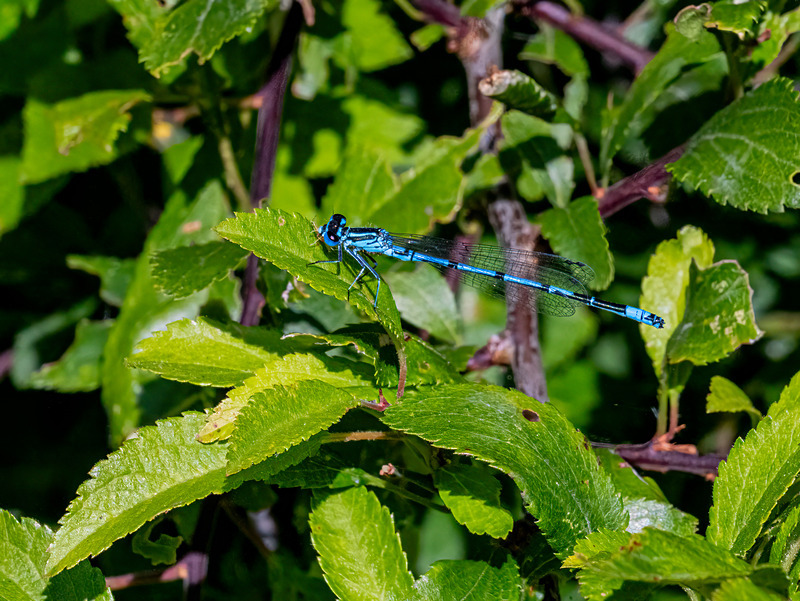 Azure Damselfly - Latest photos